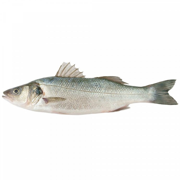 Λαυράκια Υδατοκαλλιέργειας Ελληνικά 0,4-0,6kg Τιμή Κιλού