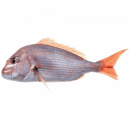 Φαγκρί Pagrus Major Υδατοκαλλιέργειας Ελλάδος 0,6-0,8kg Τιμή Κιλού